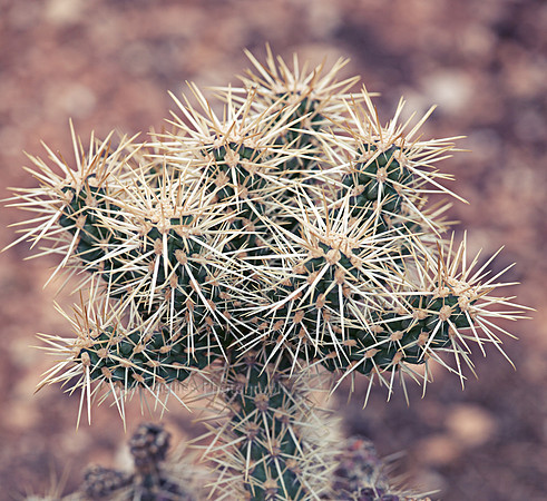 Closeup of a thorny cactus